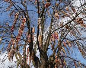 2007-04-07 - Skořápkovník