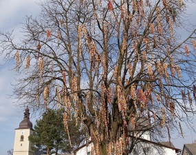 2007-04-07 - Skořápkovník