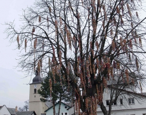 2007-04-07 - Skořápkovník