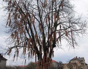 2007-04-07 - Skořápkovník