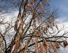 2007-04-07 - Skořápkovník