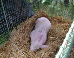 2012-09-22 - 09-23 - Soutěžní Podpradědská výstava