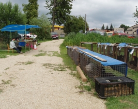 2015-06-27 - 06-28 - Výstava drobného domácího zvířectva