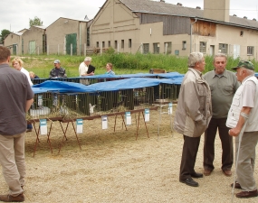 2015-06-27 - 06-28 - Výstava drobného domácího zvířectva