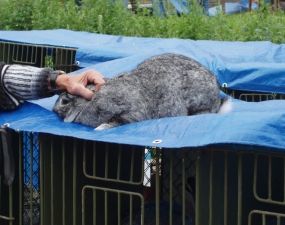 2015-06-27 - 06-28 - Výstava drobného domácího zvířectva