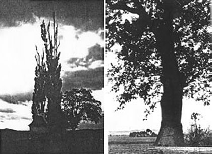 Vlevo fotografie topolů u kapličky Nejsv. Trojice, vpravo fotografie „Hraničáku doubku“